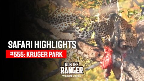 Safari Highlights #555: 23 & 24 August 2020 | Kruger National Park | Latest Wildlife Sightings