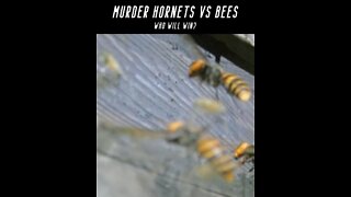 Murder Hornets VS Bees