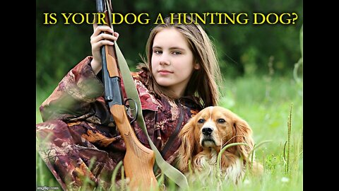 TOP 10 Best Hunting Dog Breeds In The World