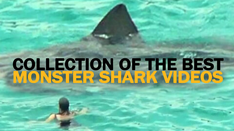Monster Submarine Shark Caught on Tape Collection of the Best Part 2 - The Black Demon Shark