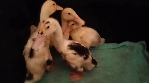 Indian Runner cross Ducklings, drying off after having a bath 20th October 2020