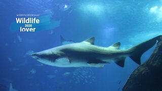 4K Video of Animals Underwater, Marine Life and Aquatic Animals. Scenery & Relaxing.