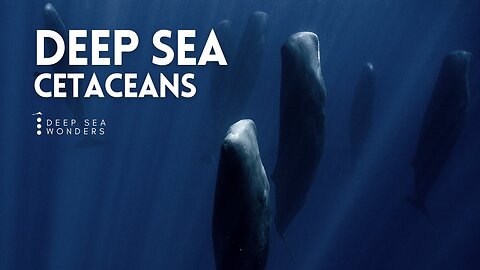 Cetaceans, the Giants of the Open Ocean | Nature World Explore