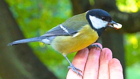 Under the Shadow of the Mighty Oak, Great Tits and Blue Tits