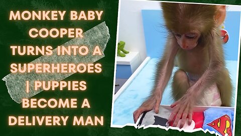 Monkey Baby Cooper Turns Into a Superheroes | Puppies Become a Delivery Man