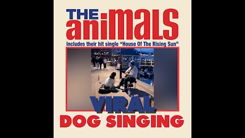 Dog has perfect timing when singing (HOUSE OF THE RISING SUN )