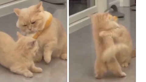 Fluffy cat Hilariously knocking down kitten