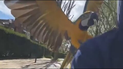 Bicyclist Takes his Pet Macaws to Fly Around the Neighborhood