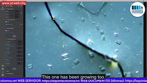 Morgellons-like structures that "feed" on crystals