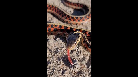 Very Cranky Red-Sided Garter Snake - It Struck At Me 3 Times