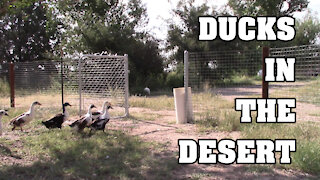 Ducks in the Desert