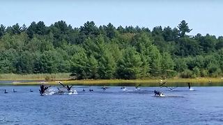 Siberian Husky Chase Geese in deep