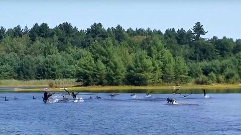 Siberian Husky Chase Geese in deep