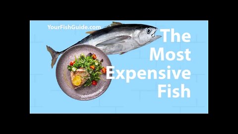 The Most Expensive Fish In The World