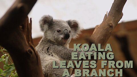 Cute and Cuddly Koala Enjoying a Leafy Snack