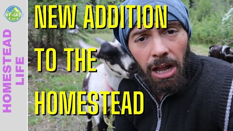 Toggenburg Goat, New Homestead Heart