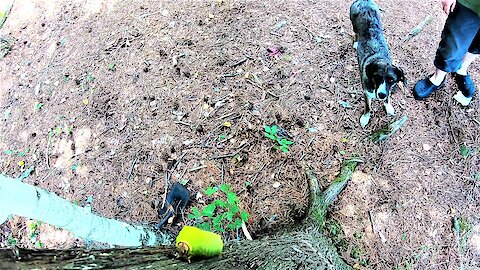 Pup adorably wants to play with giant caterpillar