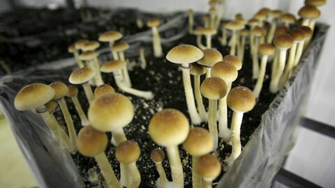 Micro-dosing psychedelics is becoming increasingly popular