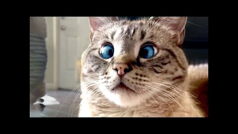 OMG So Cute Cats ♥ Best Funny Cat Videos 2021