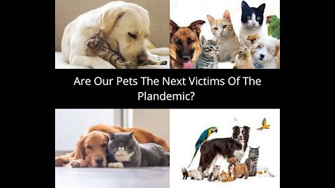 Are Our Pets The Next Victims Of This Plandemic?