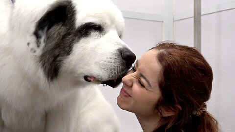 Giant dog HATES the cameraman🤣