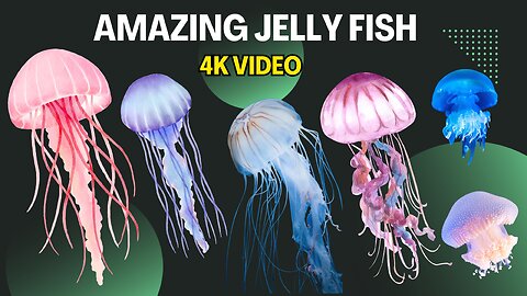 Amazing Jelly Fish Video | Animal Video | Color Fish | 4k aquarium | coral reef video