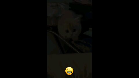 funny cat 🐈 (part 4)