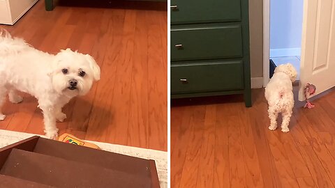 Smart Maltese Knows How To Open Door