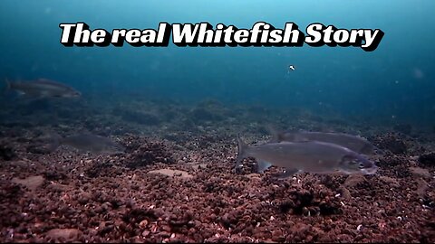 The real Whitefish Story