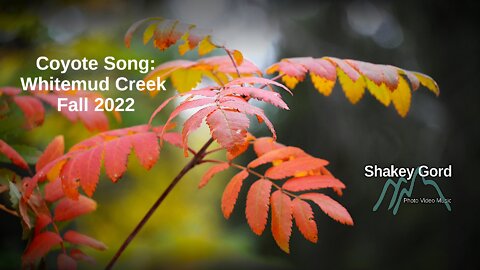 Coyote Song: Whitemud Creek Fall 2022