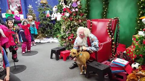 Rescued pit bull meets Santa, can't contain excitement