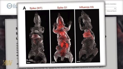 New Study on Transparent Mice Finds Injected Spike Protein Travels to Most Organs Within 30 Minutes