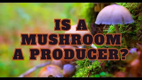 Is a Mushroom a Producer?