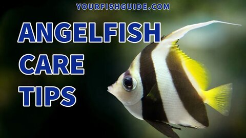 Angelfish Care Guide | Breeding And Reproduction Of Angelfish