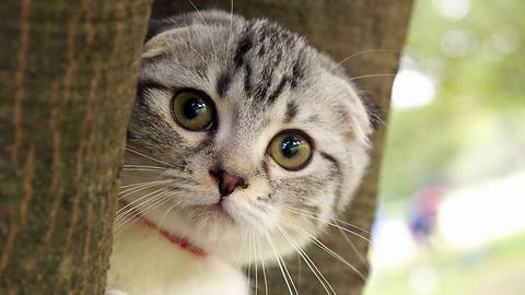 Surprised kitty cute 2016