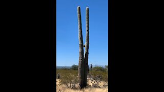 Tucson mountain park