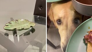 Here's why dog owners shouldn't buy glass tables