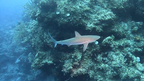 Sharks surround scuba divers in San Salvador Bahamas