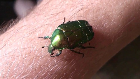 The green rose chafer