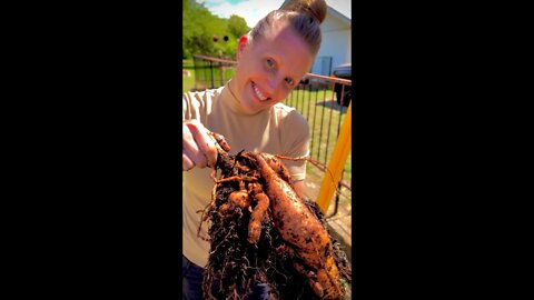 Guess this TUBEROUS ROOT #shorts #viral #garden #homesteading