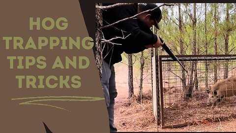 Hog trapping: Tips and Tricks