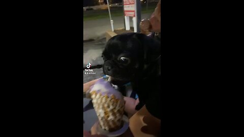 Dog pug, eating ice cream