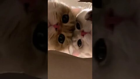 Cute Cats 🐱🐱❤️❤️#shorts #viralvideo #cat #cats #catvideos #catstagram #funny