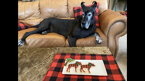 Great Danes & Cat Enjoy Buffalo Plaid Cookie Decorating Fun