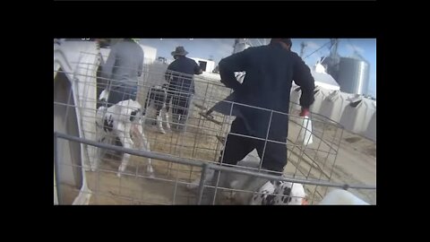 Painful animal cruelty. Fair Oaks Farms and Coca Cola