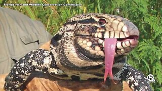 Wildlife officials warn about invasive tegu lizard on Treasure Coast