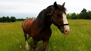 Clydesdale horses run joyfully with herd in meadow