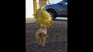 Golden Retriever puppy plays with helium sunshine balloon