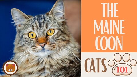 🐱 Cats 101 🐱 MAINE COON CAT - Top Cat Facts about the MAINE COON