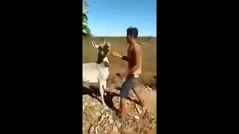 A donkey knows how to handle a jackass